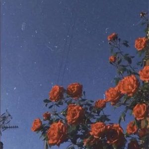 Meet your Posher, Ellen